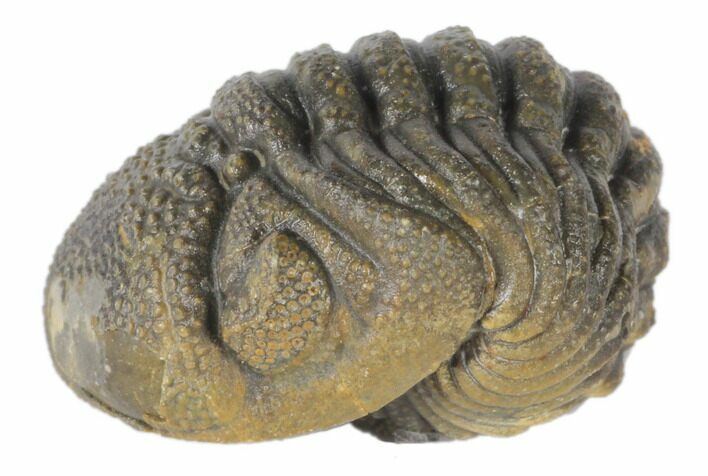 Wide, Bumpy Enrolled Morocops Trilobite #125145
